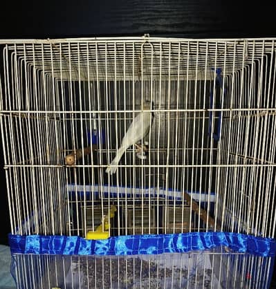 canary for sale