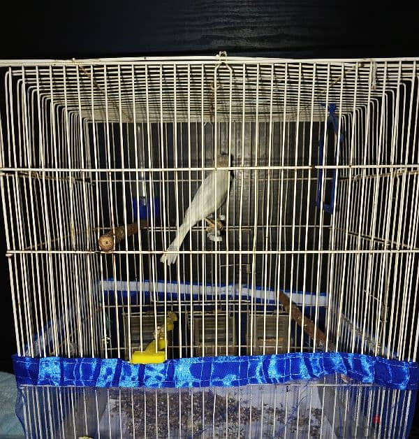 canary for sale 0