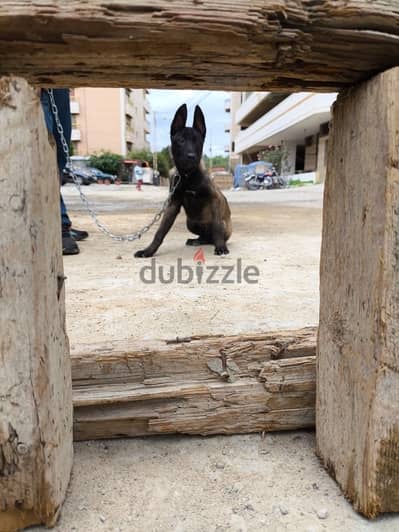 malinois pure