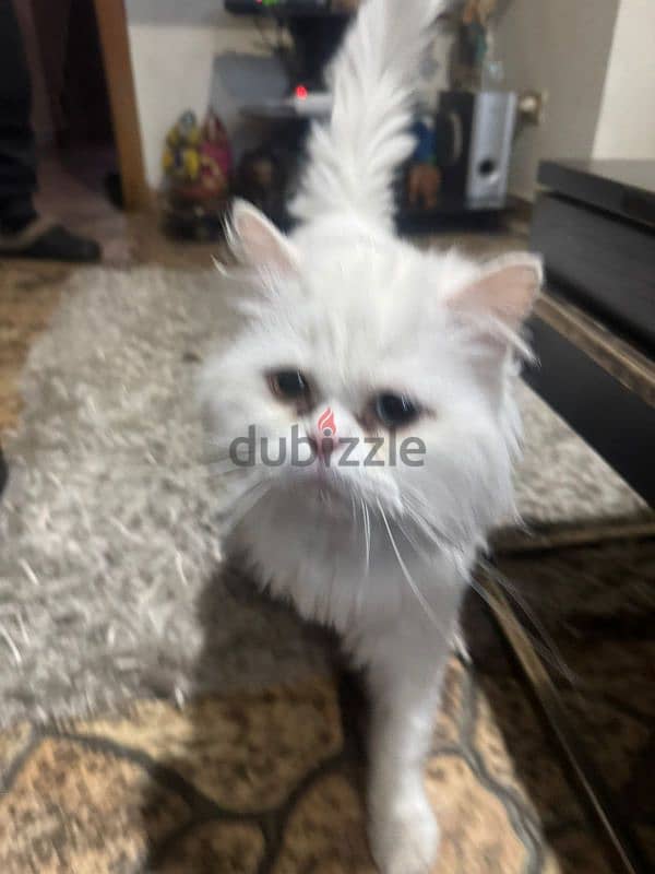 angora Turkish cat 0