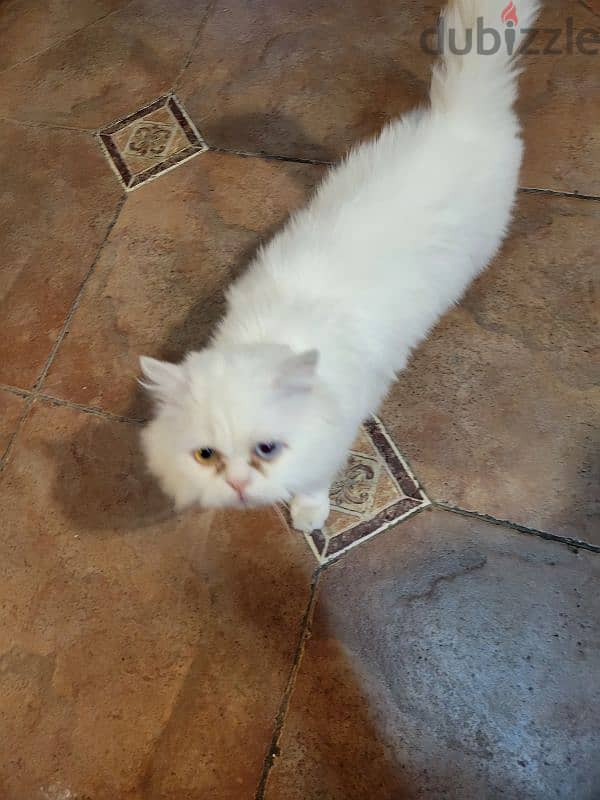 angora Turkish cat 3