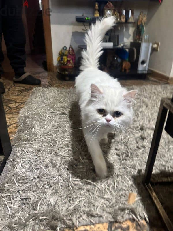 angora Turkish cat 4