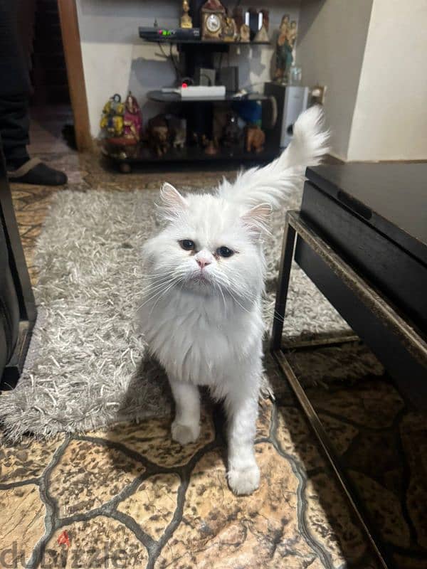 angora Turkish cat 6