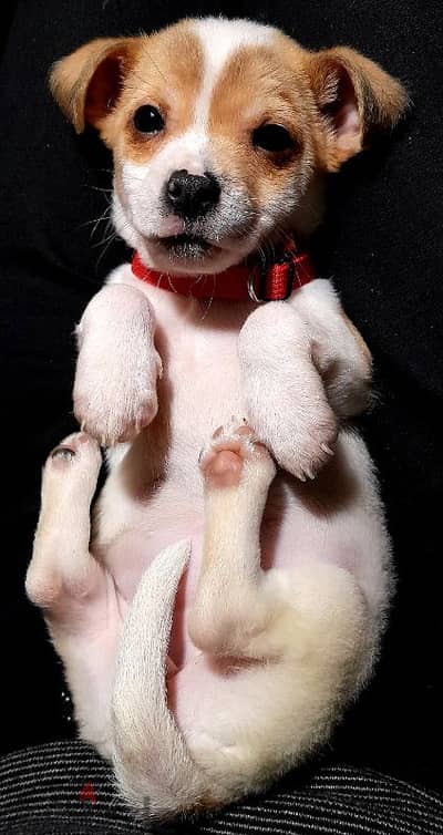 jack russell