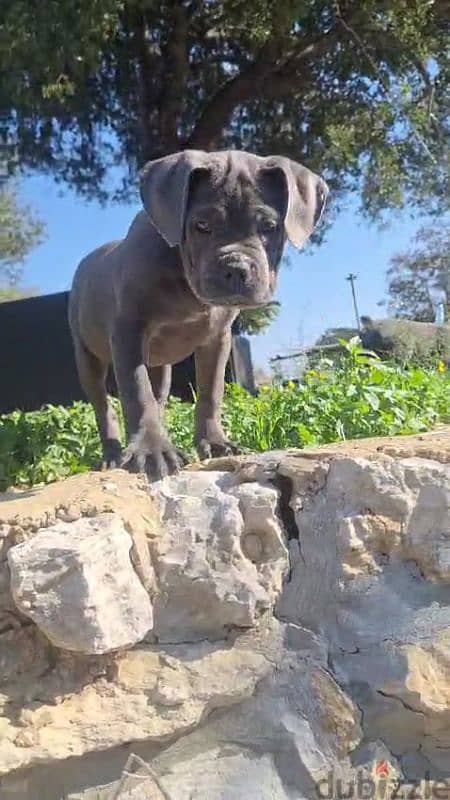 cane corso blue giant 0