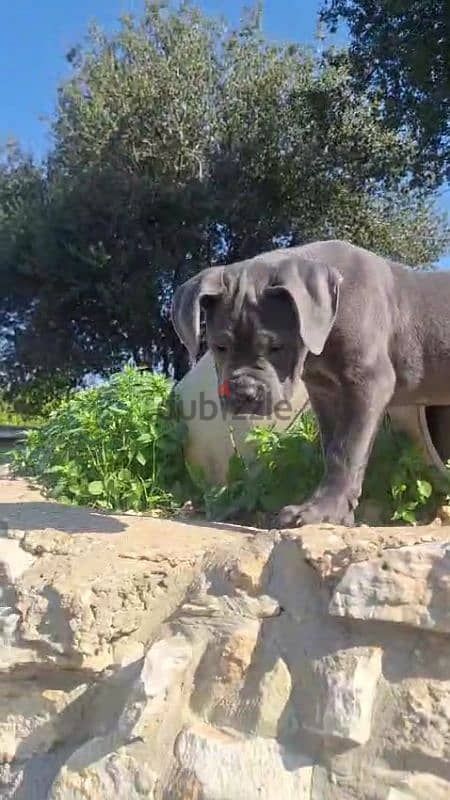 cane corso blue giant 1