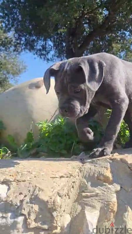 cane corso blue giant 2