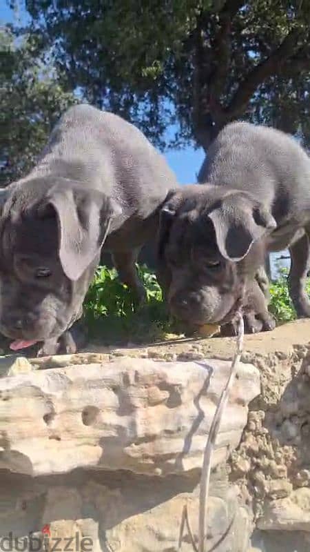 cane corso blue giant 3