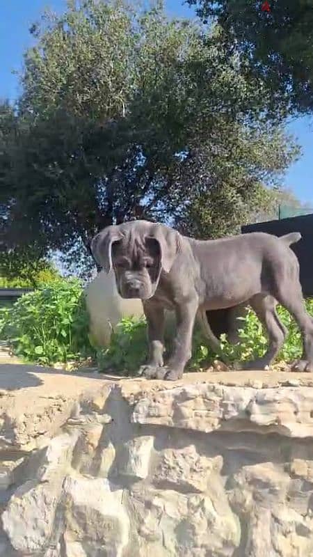 cane corso blue giant 4