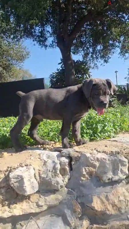 cane corso blue giant 5