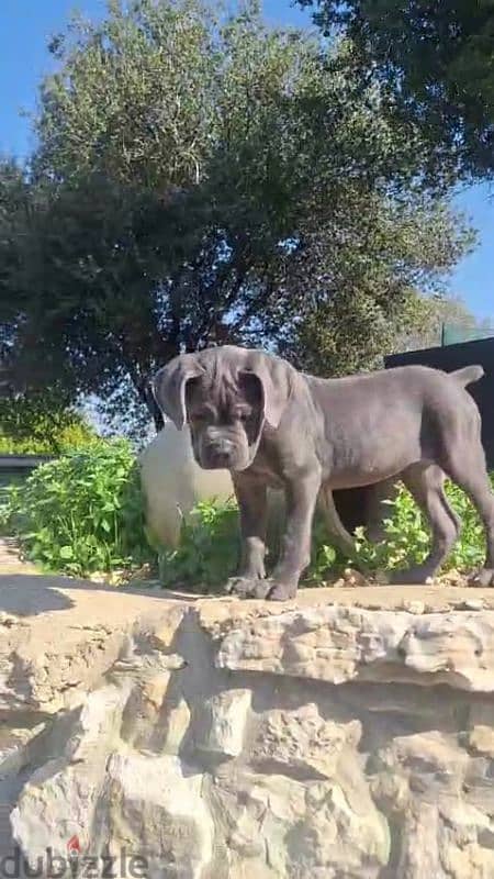 cane corso blue giant 6