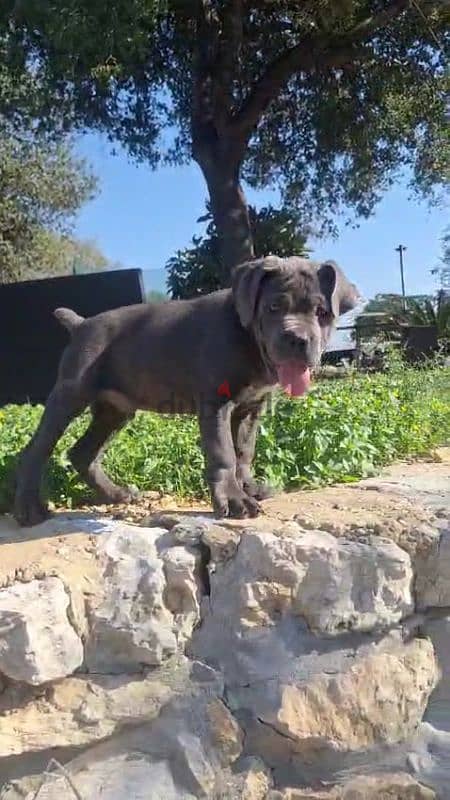 cane corso blue giant 7