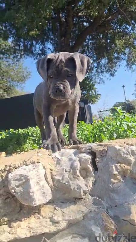 cane corso blue giant 8