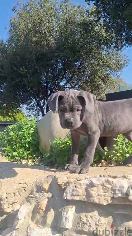 cane corso blue giant 9