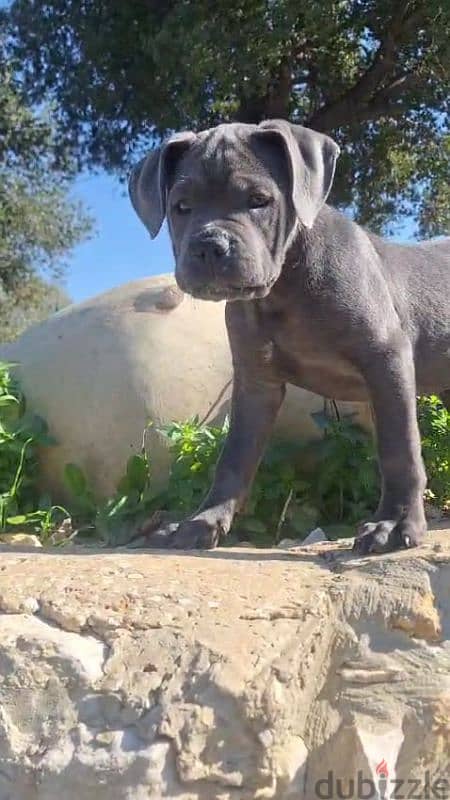 cane corso blue giant 10