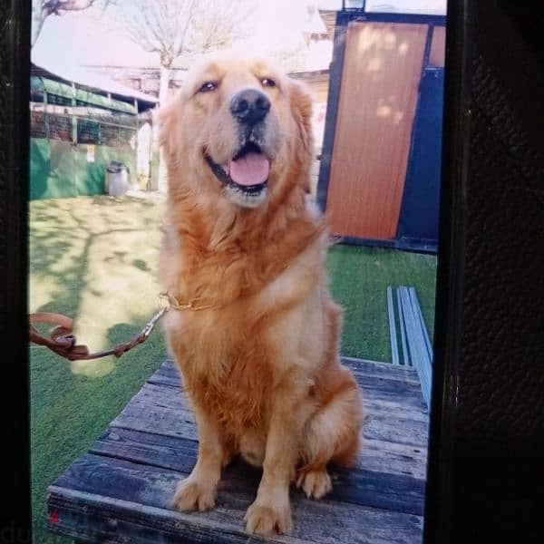 friendly golden male 2.5  years vacc for adoption 0