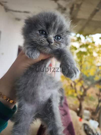 scottish fold