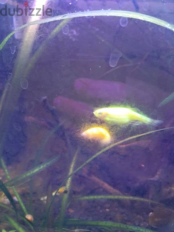 3 glofish for free 0