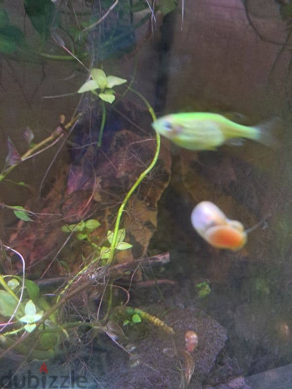 3 glofish for free 1