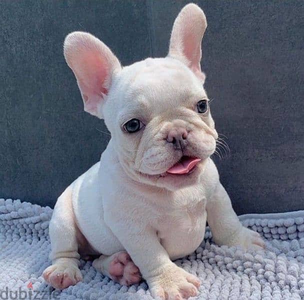 French Bulldog Cream Puppies Available in Store Delivery Imported 0