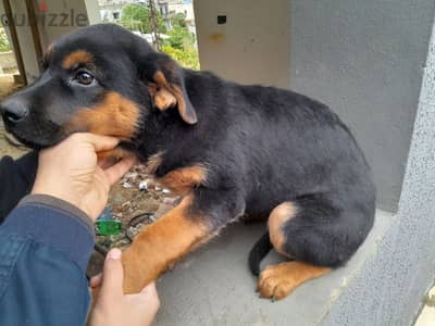 Rottweiler