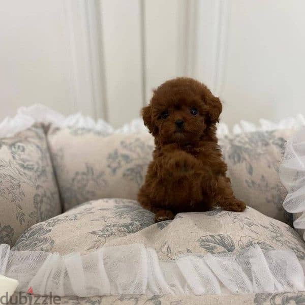 Toy Poodle Puppies Available/Dog/Delivery/كلاب/Imported 0