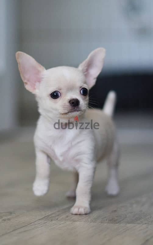 chihuahua males and females for sale 0