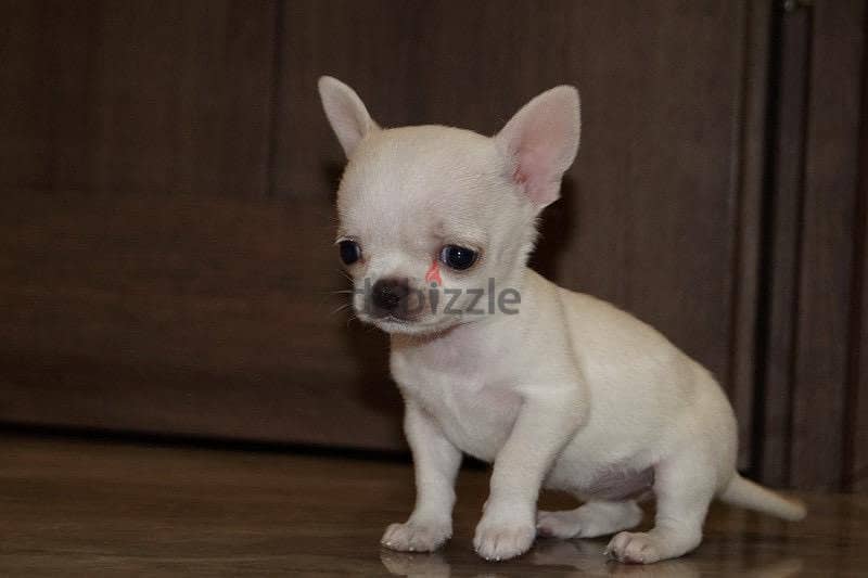 chihuahua males and females for sale 1