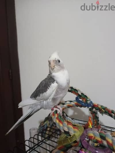 cockatiel