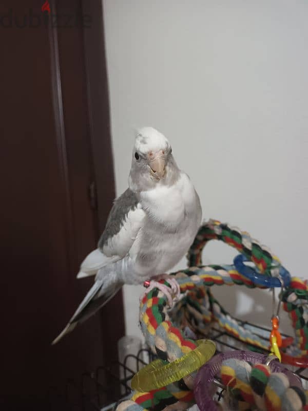 cockatiel 1