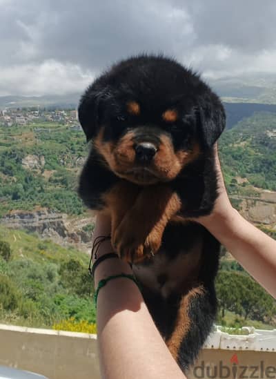 rottweiler