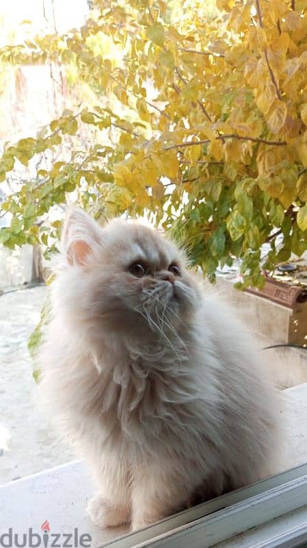 persian pure top quality for sale 1