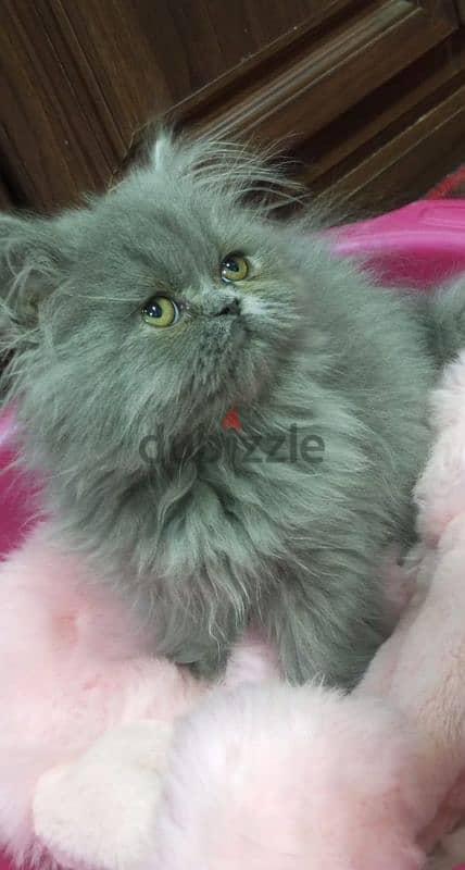 persian pure top quality for sale 5