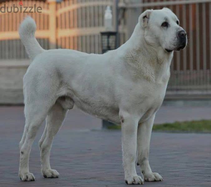 aziat giant size pedigree 3