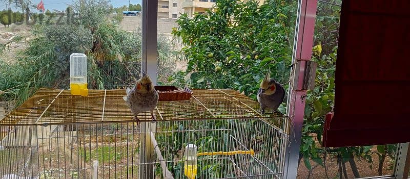 tamed cockatiel male and female, male talks some words 0