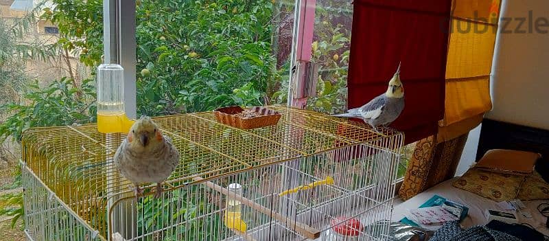 tamed cockatiel male and female, male talks some words 1