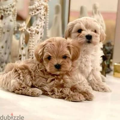 Toy Maltipoo Puppies Available in store! dog كلاب