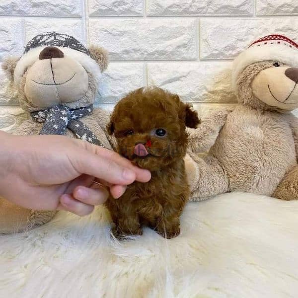 Charming TOy Poodle Puppies/Available in Store/Imported/ Delivery 0