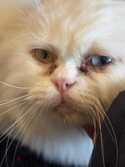 angora Turkish cat