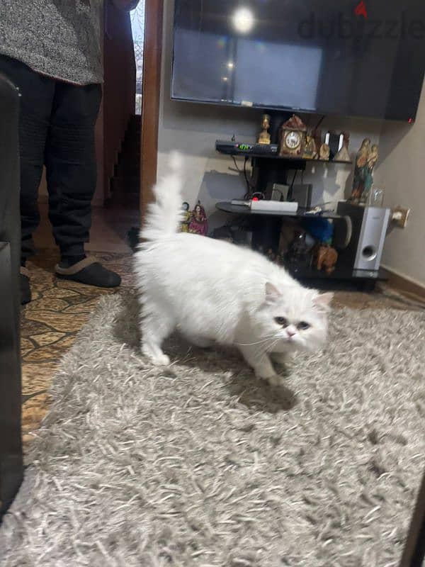 angora Turkish cat 2