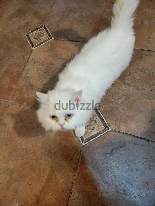 angora Turkish cat 3