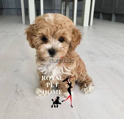 imported Toy Maltipoo Puppy