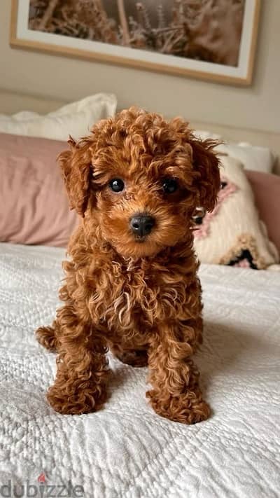 Toy Poodle delivery available