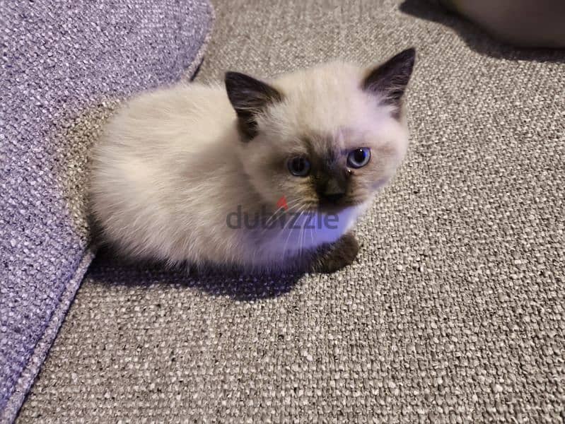 Himalayan Kitten 50 days old 0