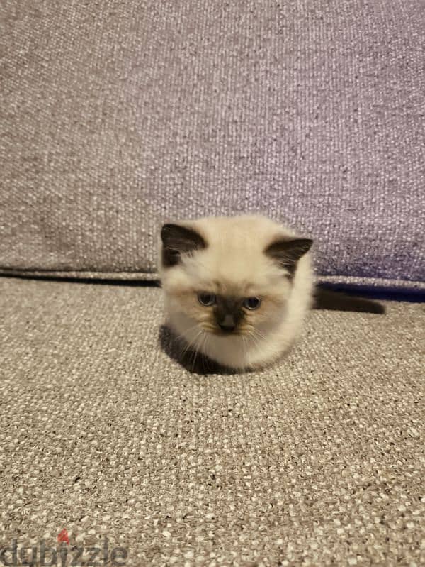 Himalayan Kitten 50 days old 1