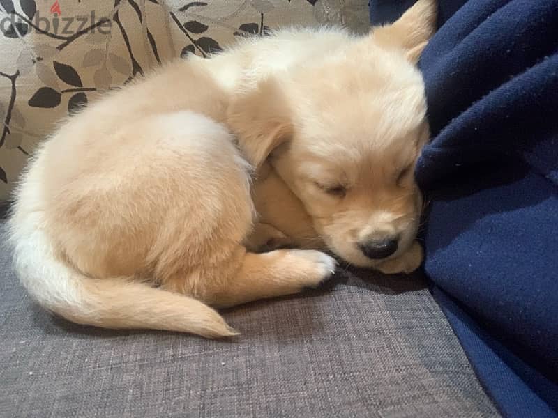 golden retriever puppy for sale 1