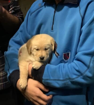 golden retriever for sale PUPPY