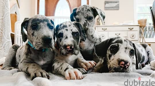 great dane puppies