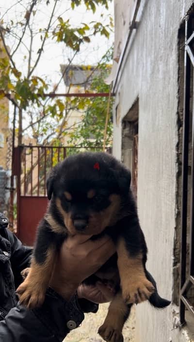 Rottweiler high quality