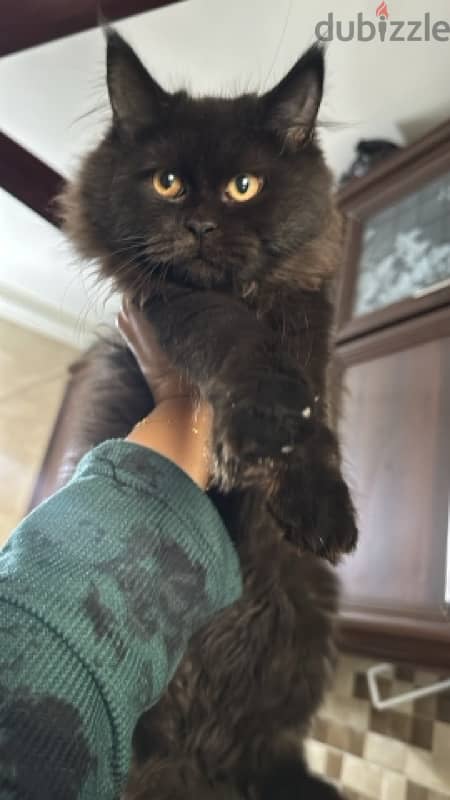 half maincoon for sale 1